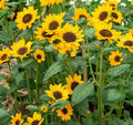 Sunflower 'Sonja' (Seed)