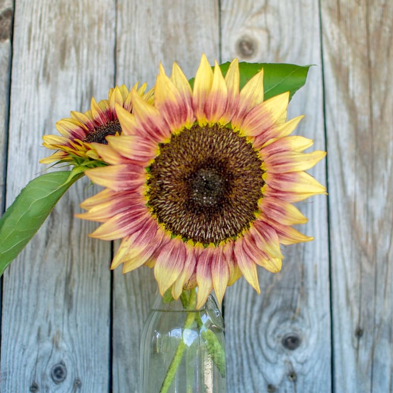 Sunflower 'Strawberry Blonde' (Seed)