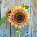 Sunflower 'Strawberry Blonde' (Seed)
