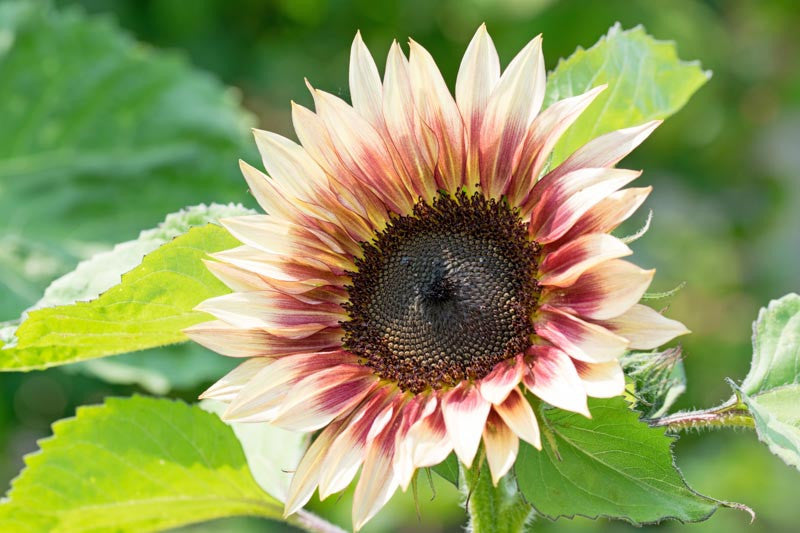 Sunflower 'Strawberry Blonde' (Seed)