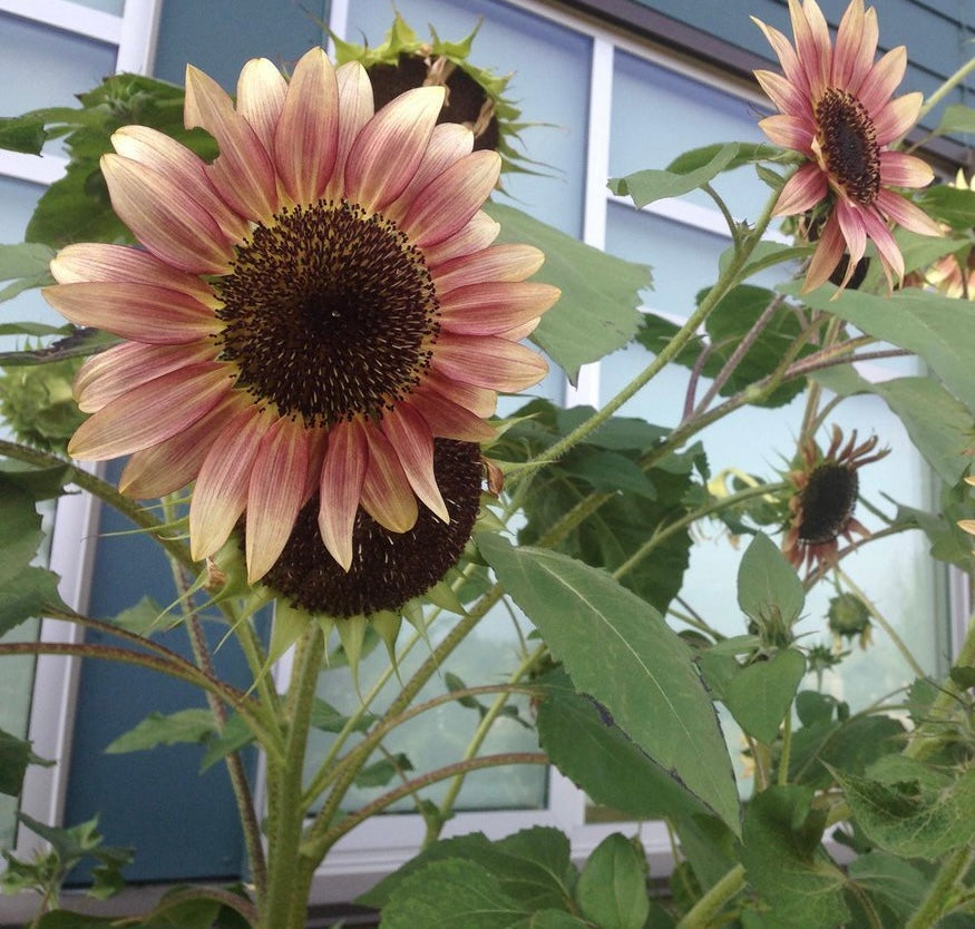 Sunflower 'Strawberry Blonde' (Seed)