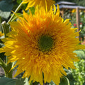 Sunflower 'Starburst Greenburst' (Seed)