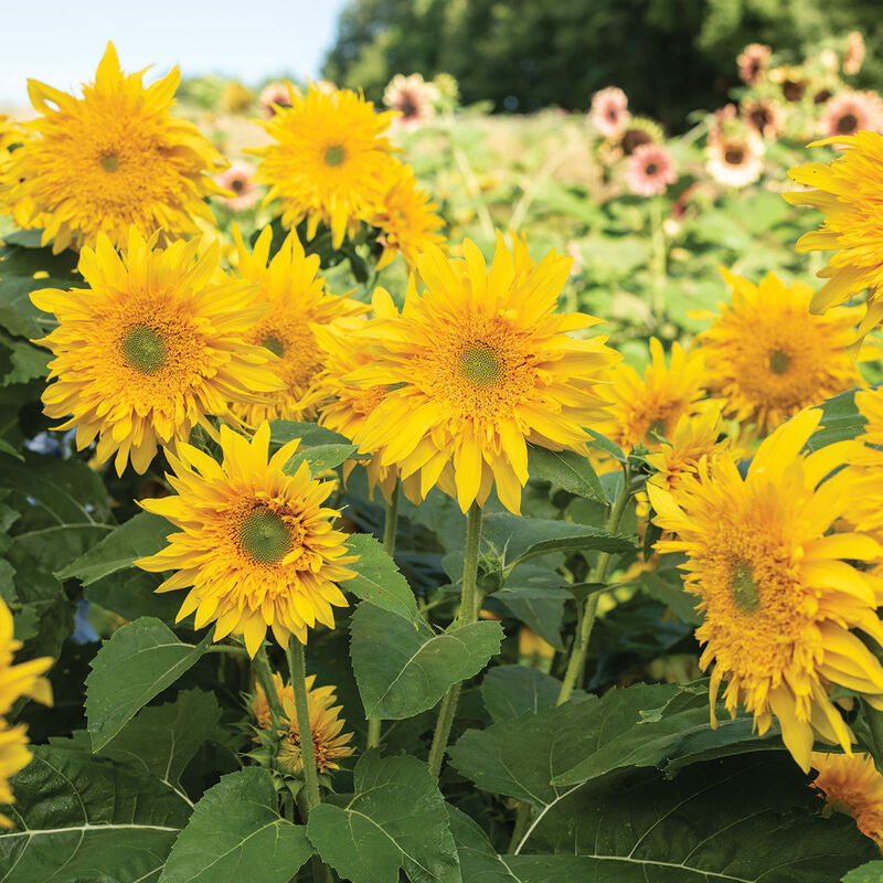 Sunflower 'Starburst Greenburst' (Seed)