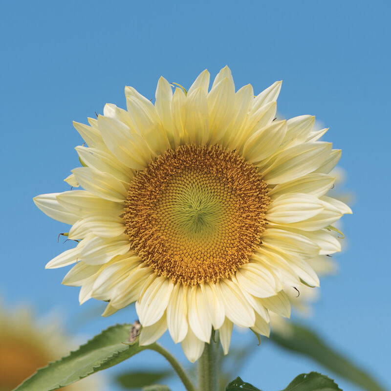 Sunflower 'Pro Cut White Lite' (Seed)