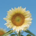 Sunflower 'Pro Cut White Lite' (Seed)