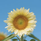 Sunflower 'Pro Cut White Lite' (Seed)