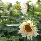 Sunflower 'Pro Cut White Lite' (Seed)