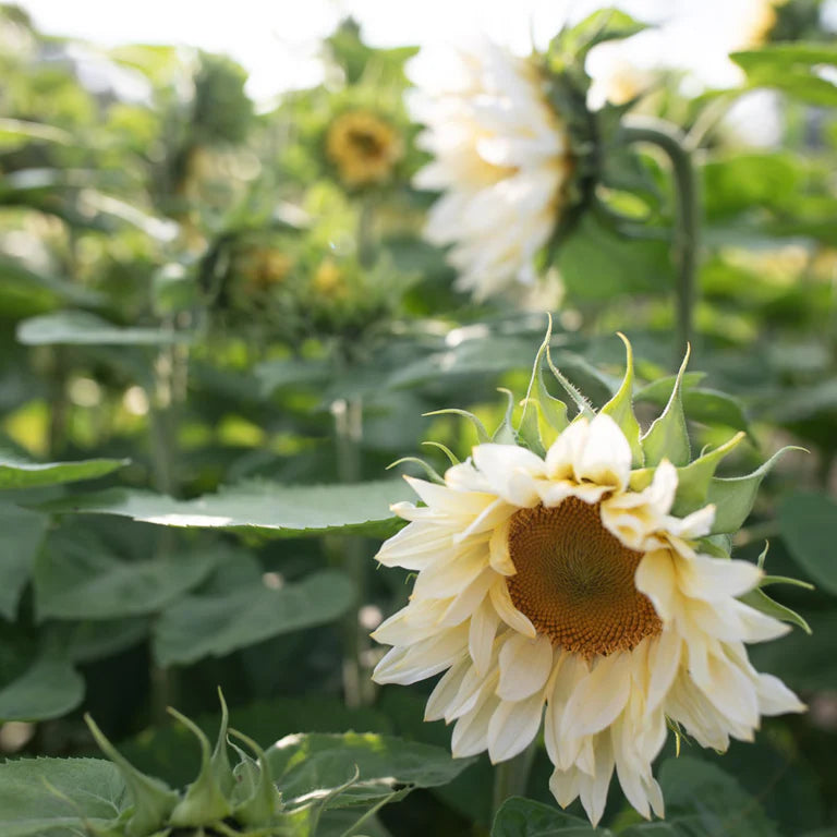 Sunflower 'Pro Cut White Lite' (Seed)
