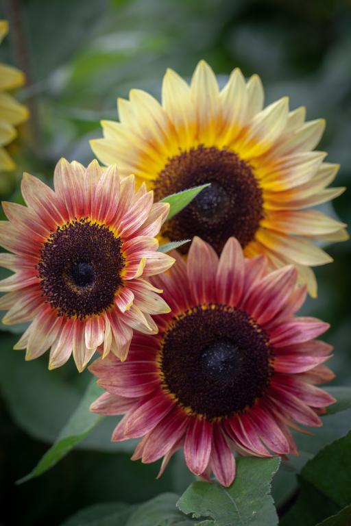 Sunflower 'Desert Sun' Mix (Seed)
