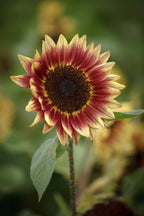 Sunflower 'Desert Sun' Mix (Seed)