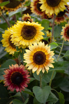 Sunflower 'Desert Sun' Mix (Seed)