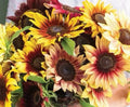 Sunflower 'Daydream' Mix (Seed)