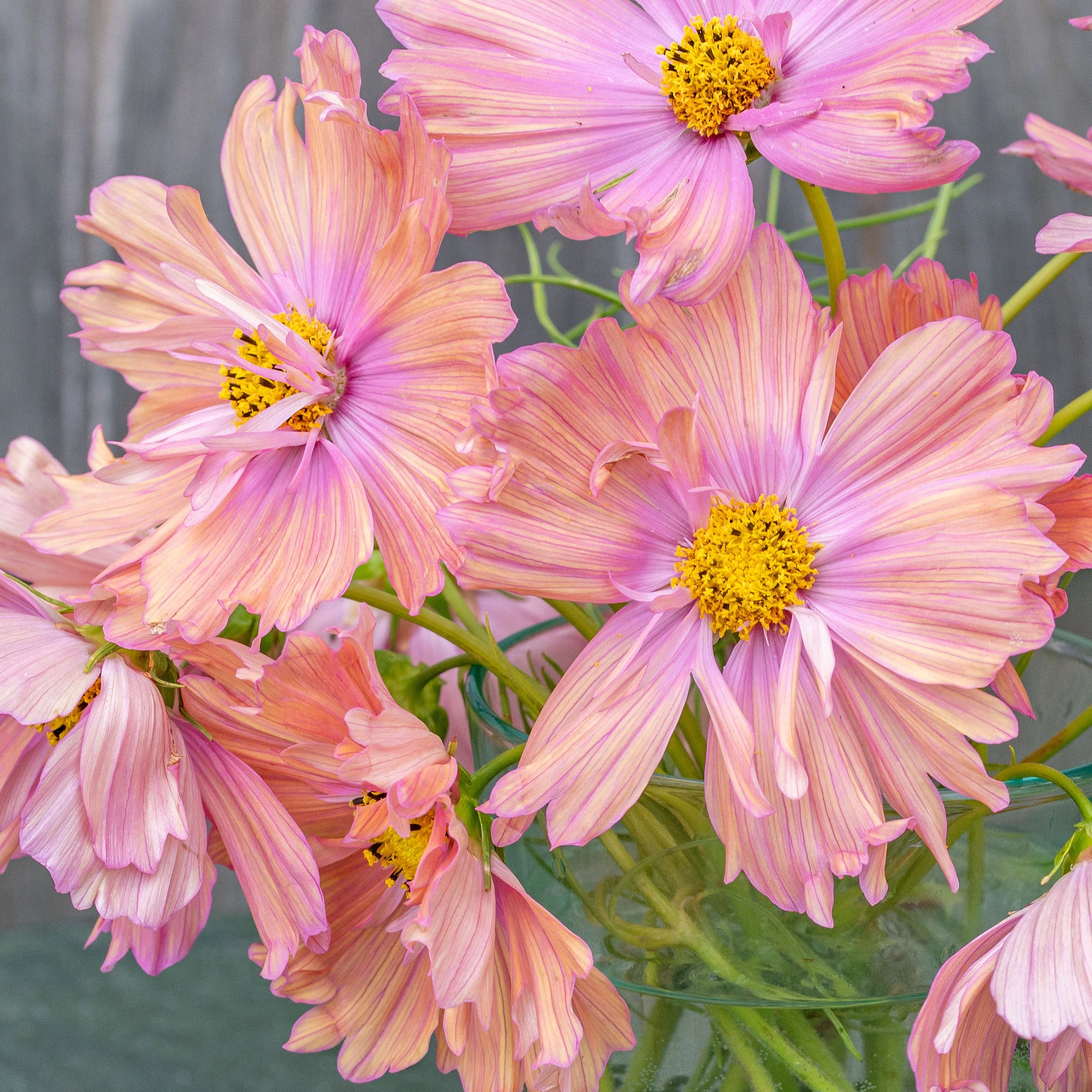 Cosmos 'Apricotta' (Seed)