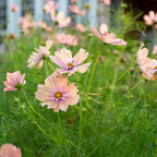 Cosmos 'Apricotta' (Seed)
