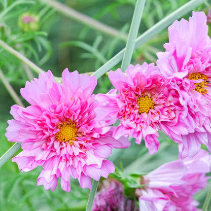 Cosmos 'Double Click Rose Bon Bon' (Seed)