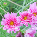 Cosmos 'Double Click Rose Bon Bon' (Seed)