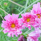 Cosmos 'Double Click Rose Bon Bon' (Seed)