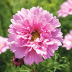 Cosmos 'Double Click Rose Bon Bon' (Seed)
