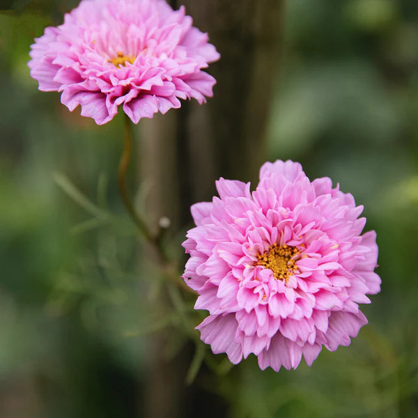 Cosmos 'Double Click Rose Bon Bon' (Seed)