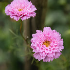Cosmos 'Double Click Rose Bon Bon' (Seed)