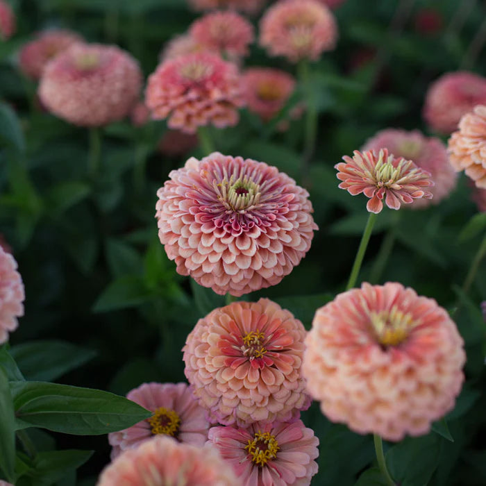 Zinnia 'Benary's Giant Salmon Rose' (Seed)