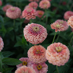 Zinnia 'Benary's Giant Salmon Rose' (Seed)