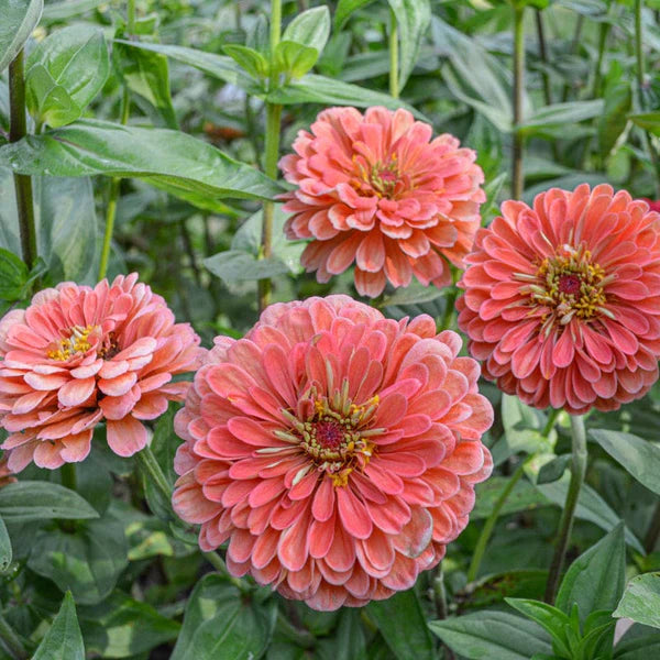 Zinnia 'Benary's Giant Salmon Rose' (Seed)