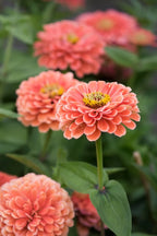 Zinnia 'Benary's Giant Salmon Rose' (Seed)