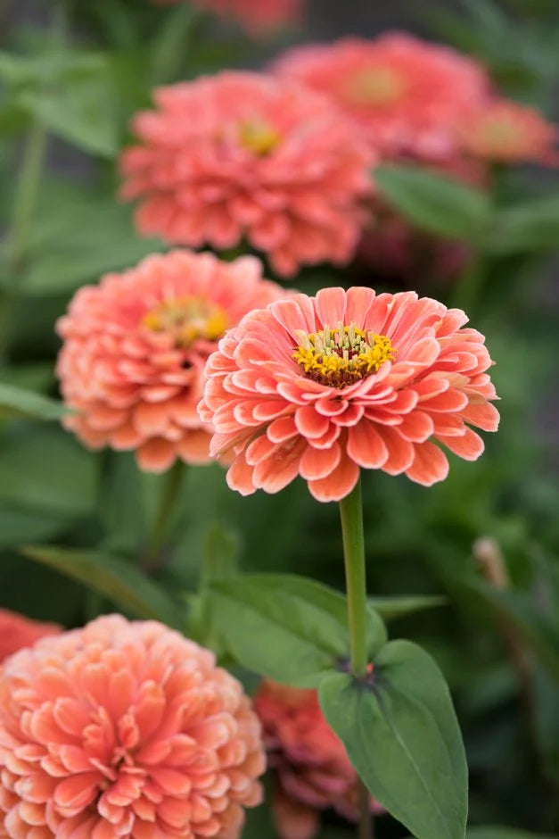 Zinnia 'Benary's Giant Salmon Rose' (Seed)