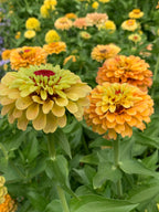 Zinnia 'Queeny Lemon Peach' (Seed)
