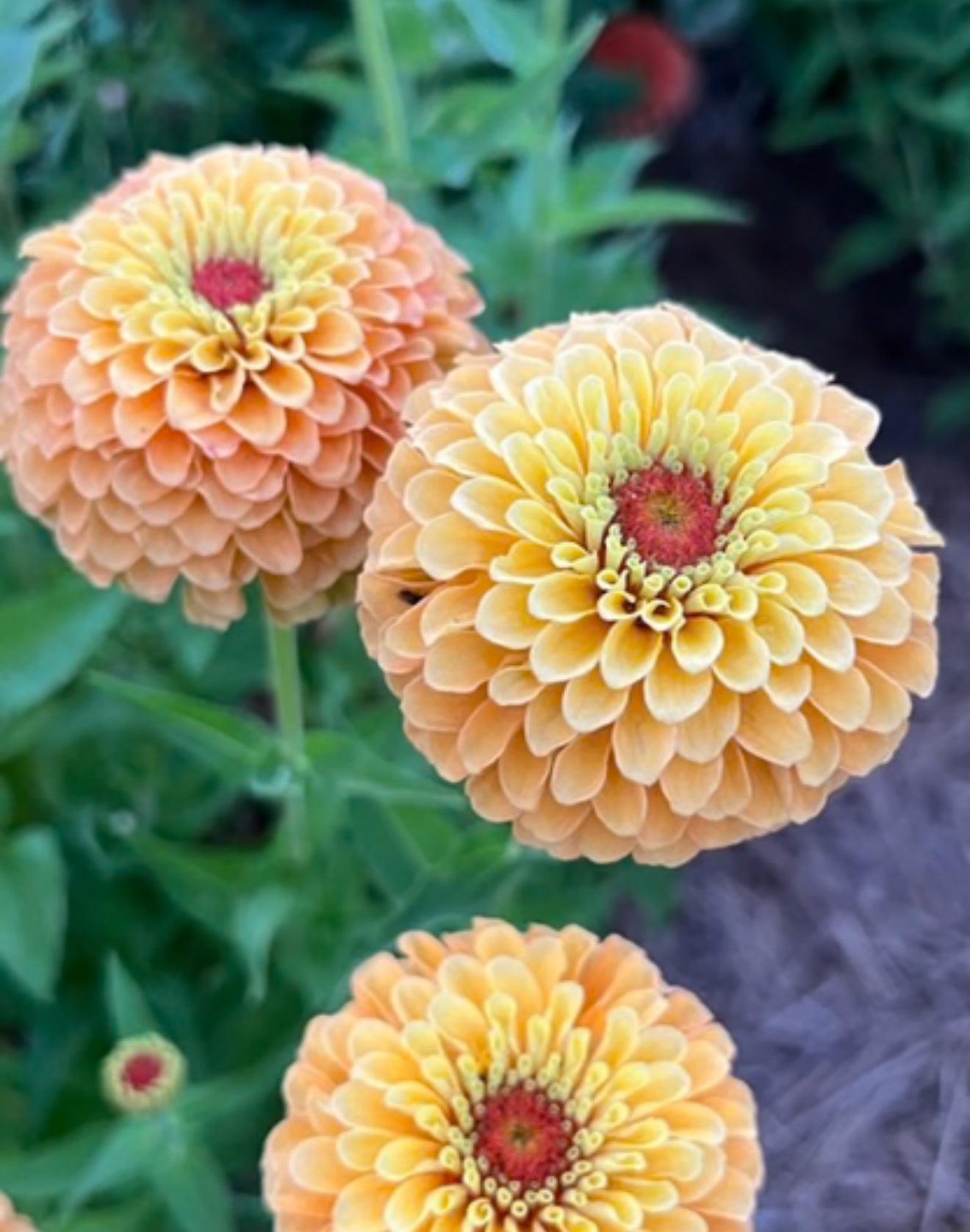 Zinnia 'Queeny Lemon Peach' (Seed)
