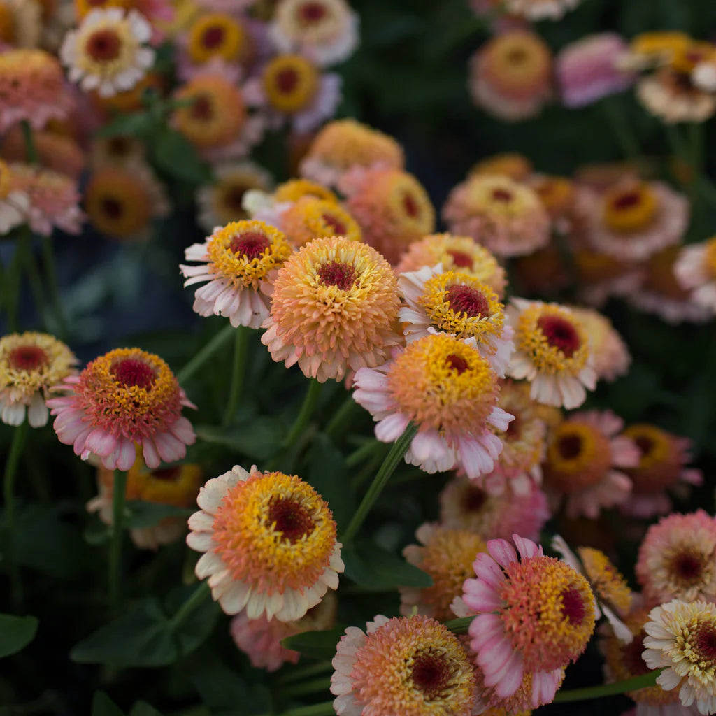 Zinnia 'Zinderella Peach' (Seed)
