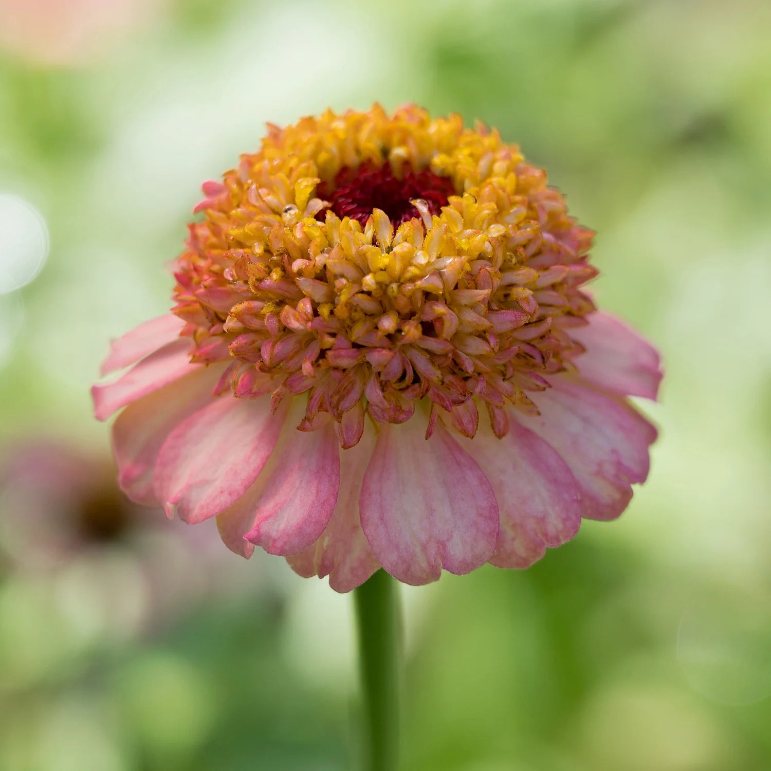 Zinnia 'Zinderella Peach' (Seed)