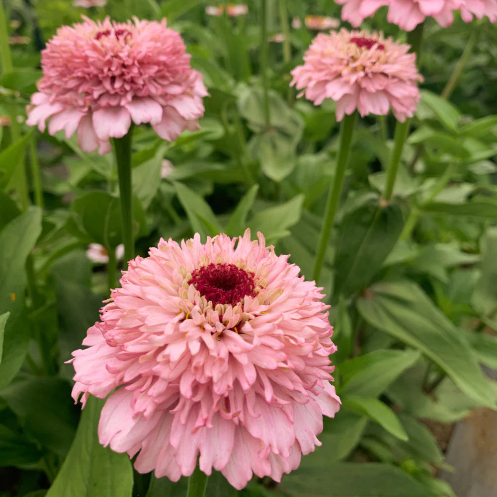 Zinnia 'Zinderella Lilac' (Seed)