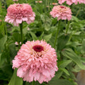 Zinnia 'Zinderella Lilac' (Seed)