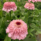 Zinnia 'Zinderella Lilac' (Seed)