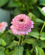 Zinnia 'Zinderella Lilac' (Seed)