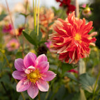 Dahlia 'For The Bees & Butterflies' (Seed)