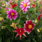 Dahlia 'For The Bees & Butterflies' (Seed)