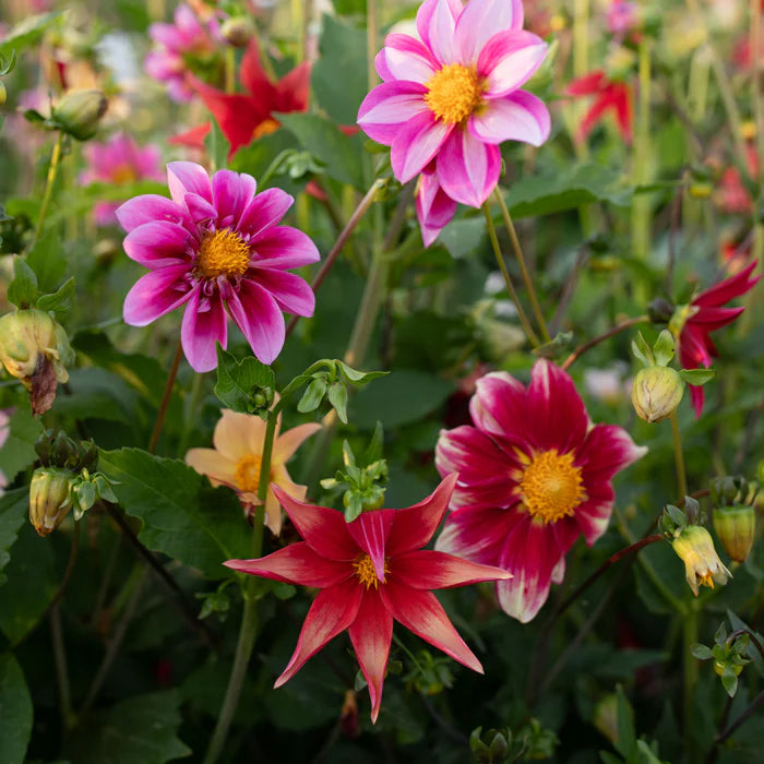 Dahlia 'For The Bees & Butterflies' (Seed)