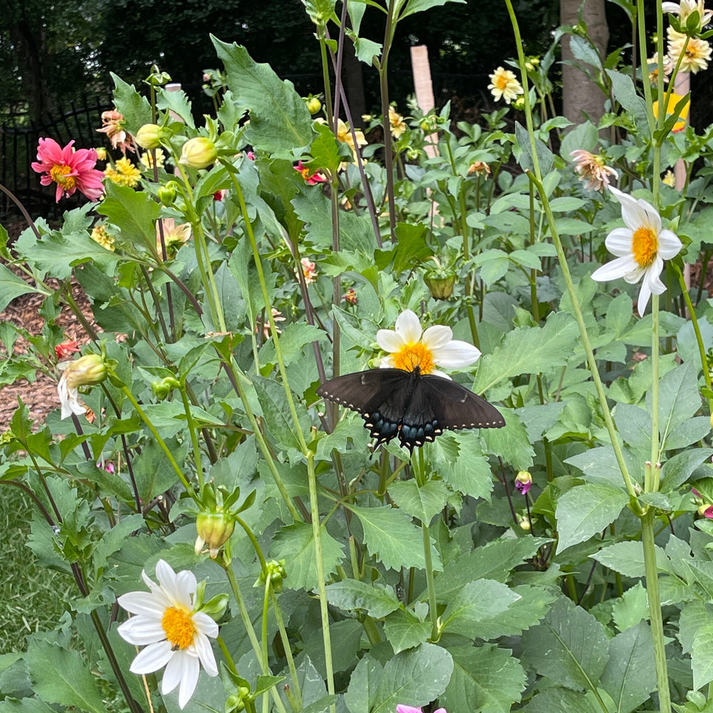 Dahlia 'For The Bees & Butterflies' (Seed)