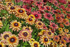 Rudbeckia / Black-Eyed Susan 'Sahara' (3 inch pot)
