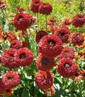 Rudbeckia / Black-Eyed Susan 'Tall Dark Sahara' (3 inch pot)