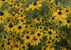 Rudbeckia / Black-Eyed Susan 'Triloba Macau' (3 inch pot)